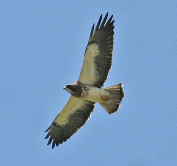 Swainsons Hawk-Light-Morph