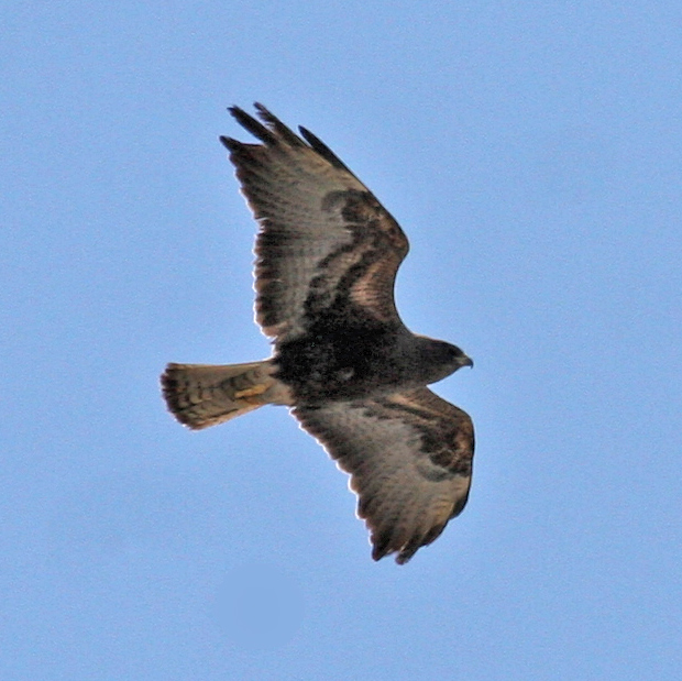 Dark-morph Swainson's Hawk