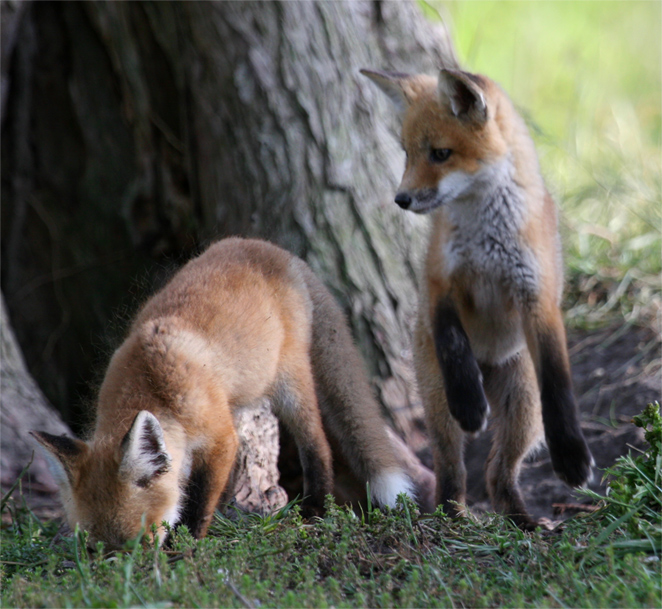 Playful Fox Cubs