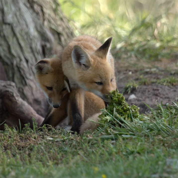 Stopping to smell the flowers