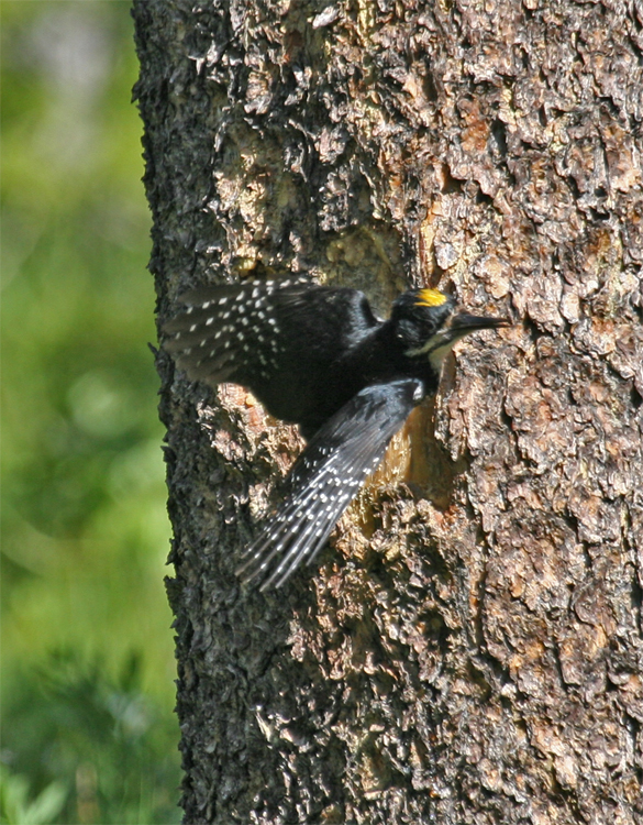 Black-backed male, leaving nest