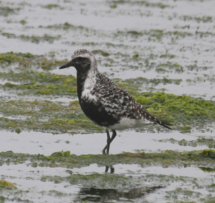 Black-belled Plover - alt plumage