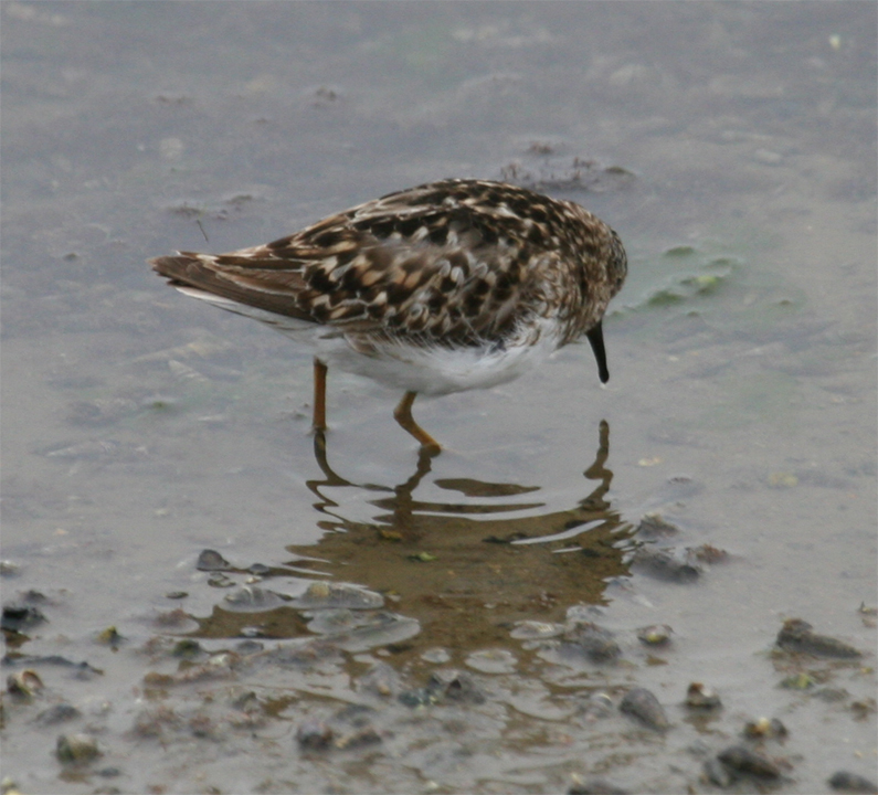 Least Sandpiper - alternate plumage