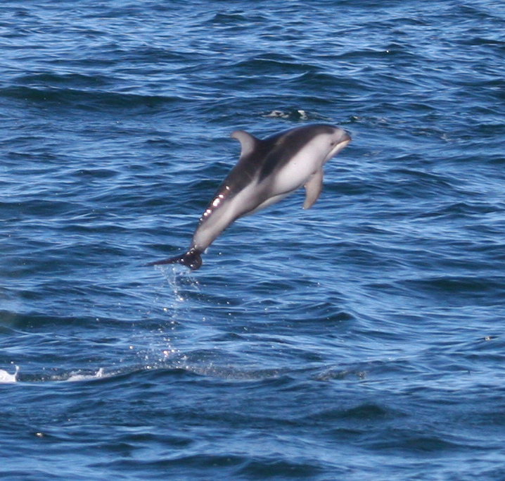 Breaching Pacific White-sided Dolphin