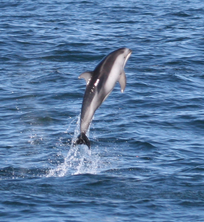 Breaching Pacific White-sided Dolphin