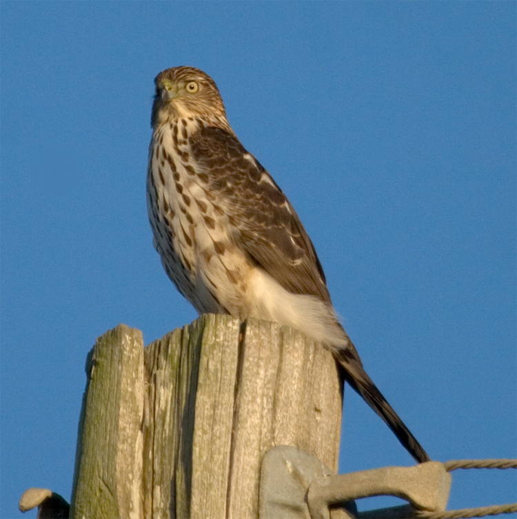 Coopers Hawk Jan 1 2008, juvenile