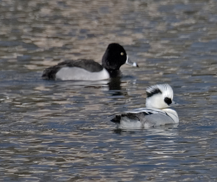 Smew & Ring-necked Duck