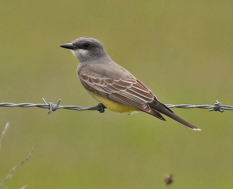 Cassin's Kingbird