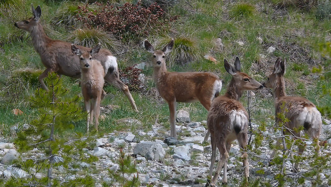 Safety in Numbers