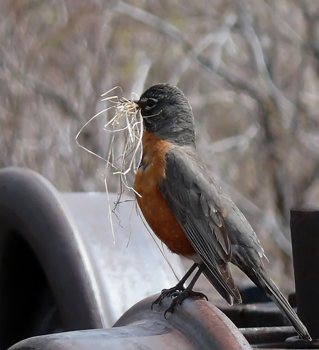 Springtime Symbol