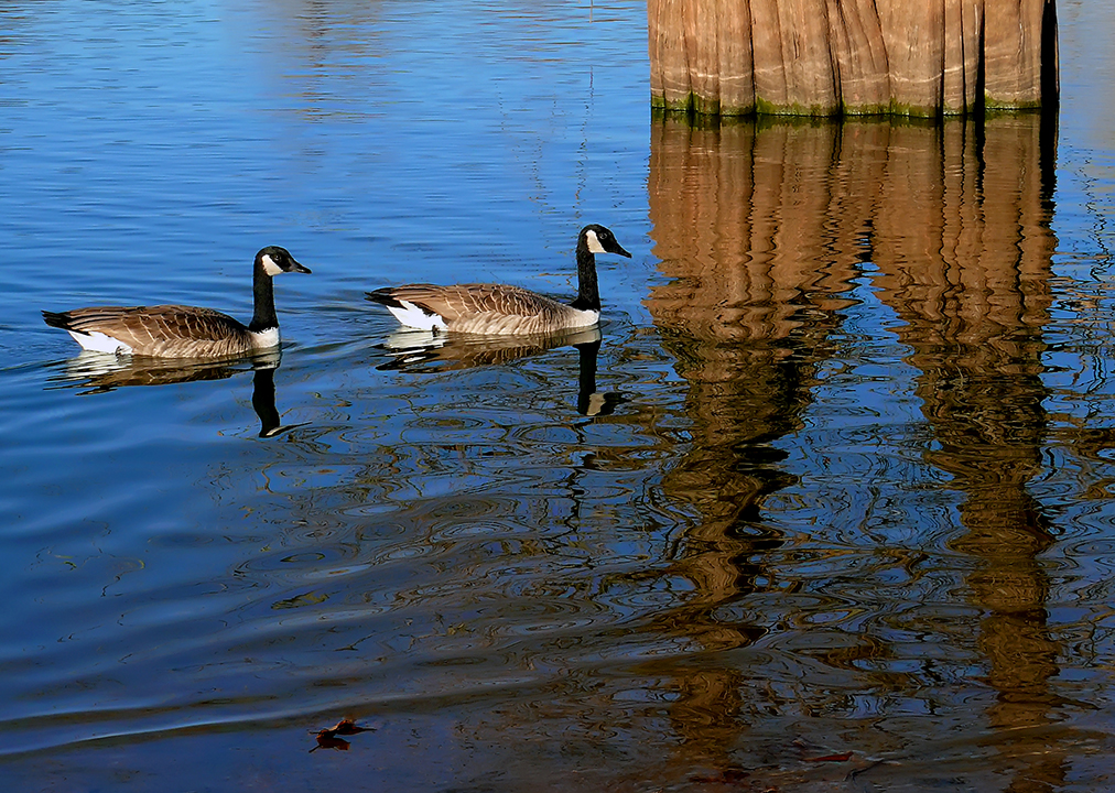 Canada Geese and Tree Reflections
