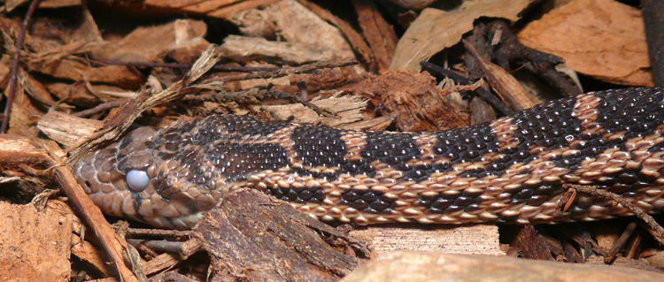 Snake Eye