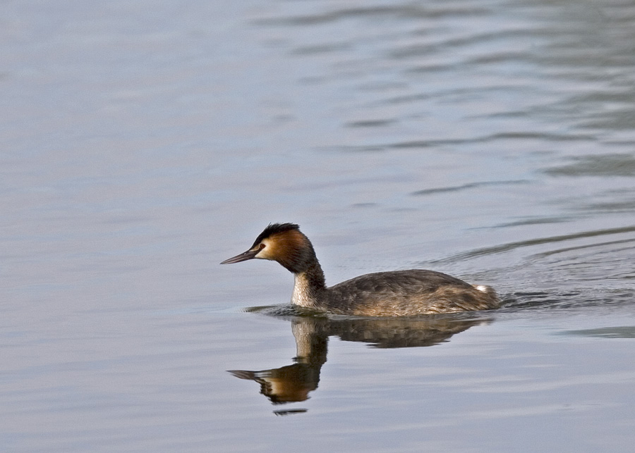 Skggdopping (Great Crested Grebe)