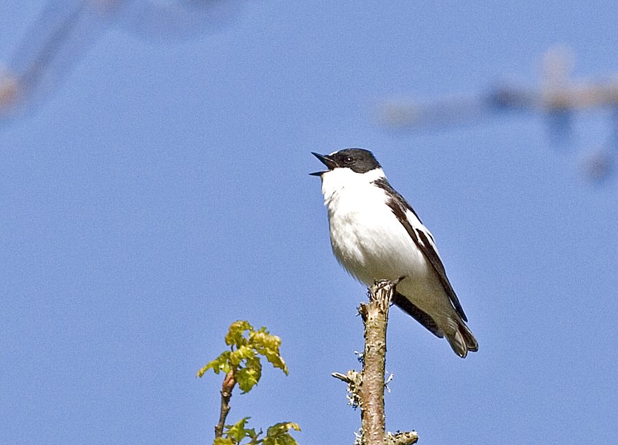 Halsbandsflugsnappare (Collared Flycatcher)