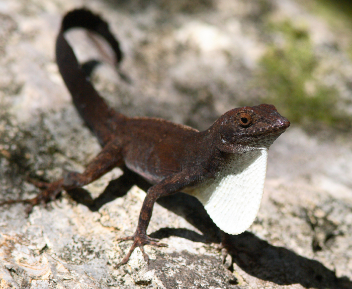 Cuban White-fanned Anole