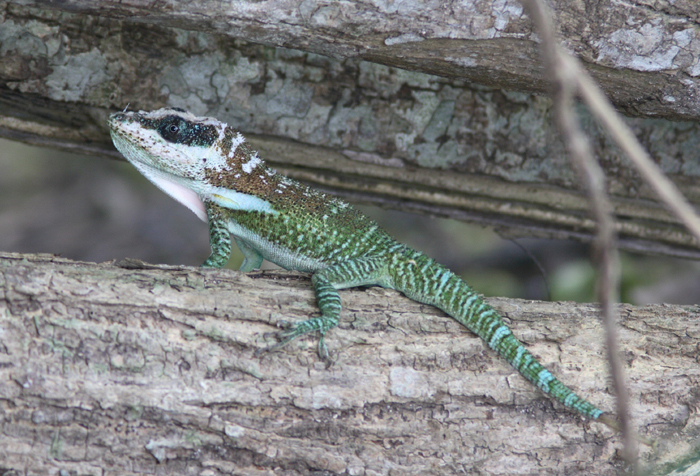 Cuban Knight Anole