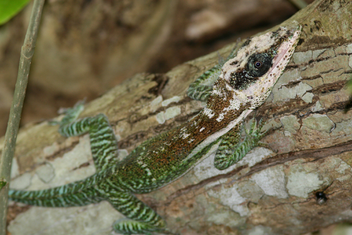 Cuban Knight Anole