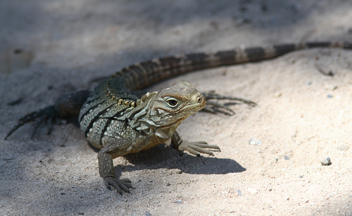 Iguana