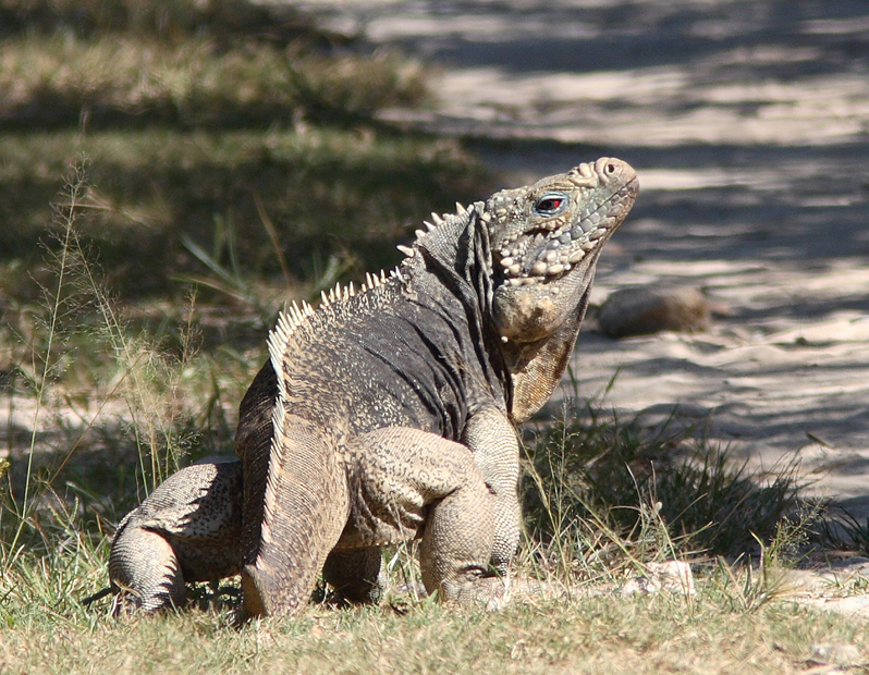 Cuban Rock Iguana