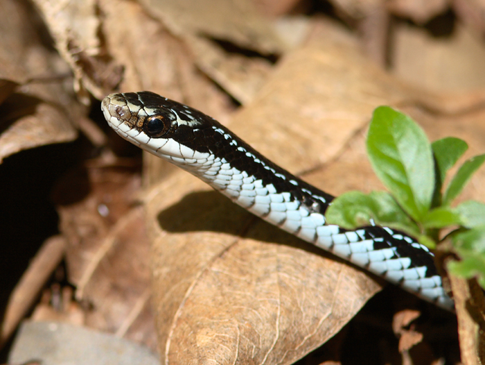 Cuban Lesser Racer or Black and White Racer 