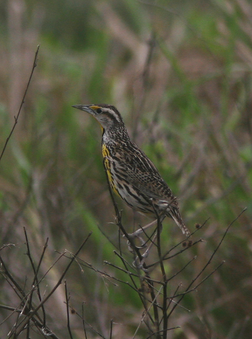 Eastern Meadowlark