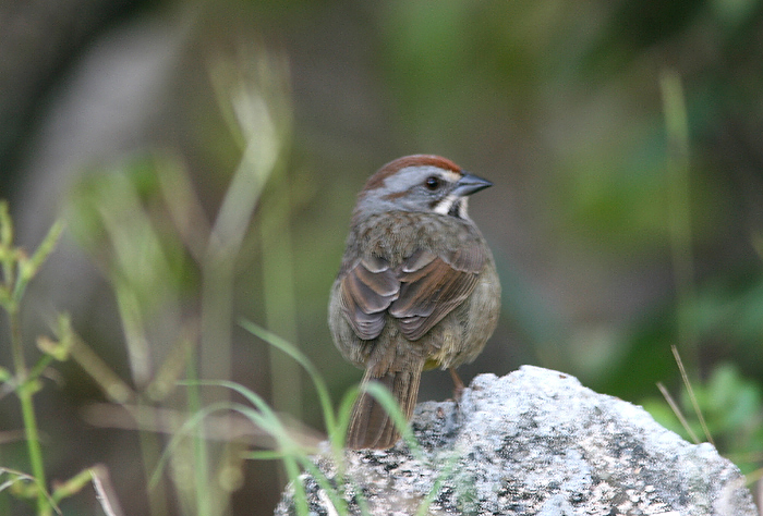 Zapata Sparrow
