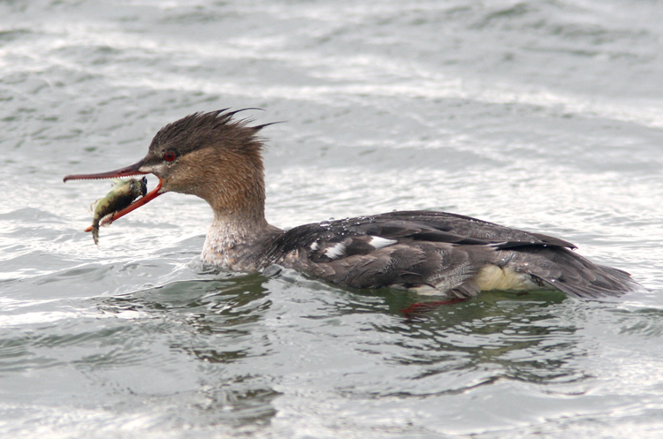 Red-breasted Merganser