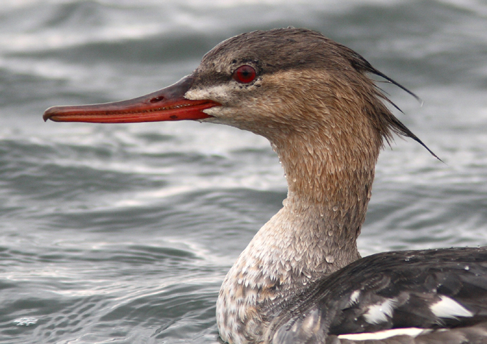 Red-breasted Merganser