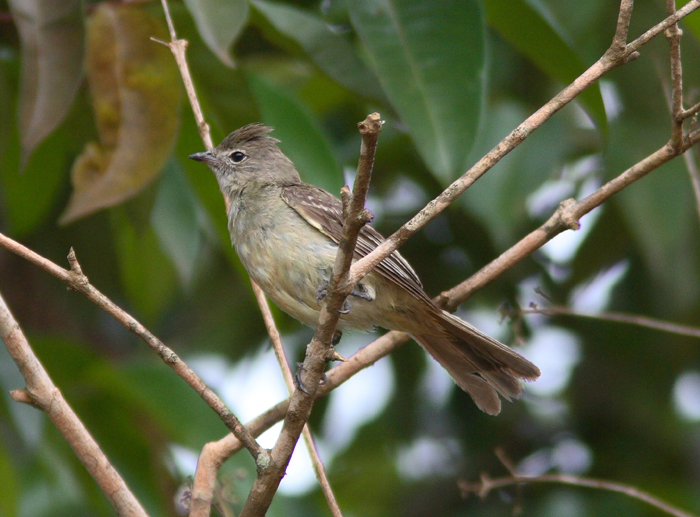 Lesser Elaenia