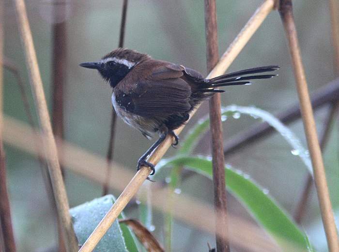 Rusty-backed Antwren