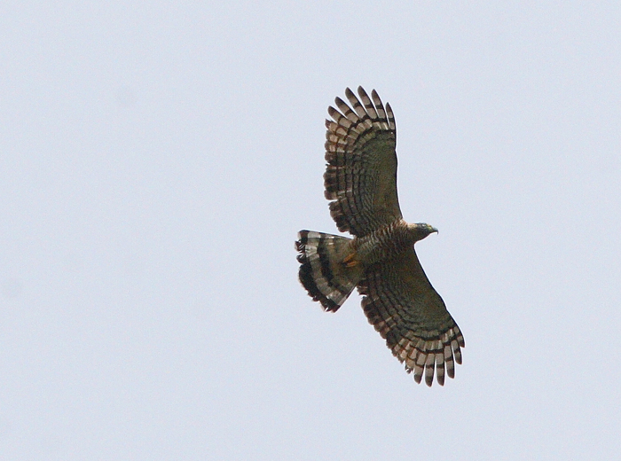 Hook-billed Kite