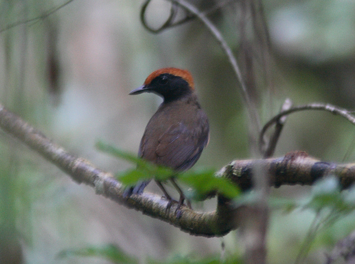 Rufous-capped Antthrush