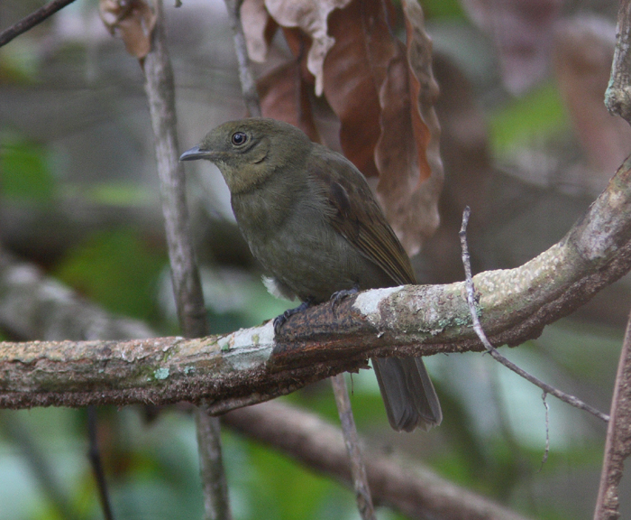 Thrush-like Schiffornis