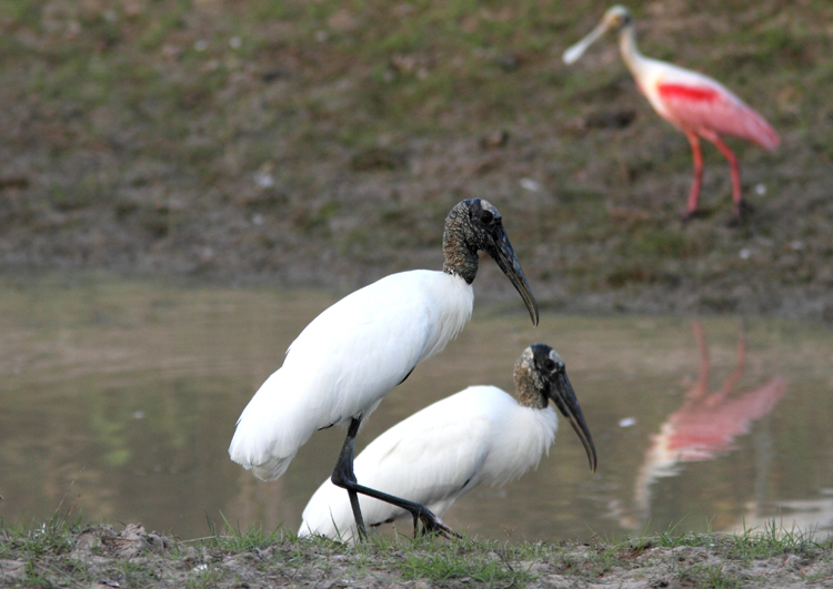 Wood Stork