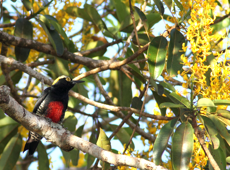 Yellow-tufted Woodpecker