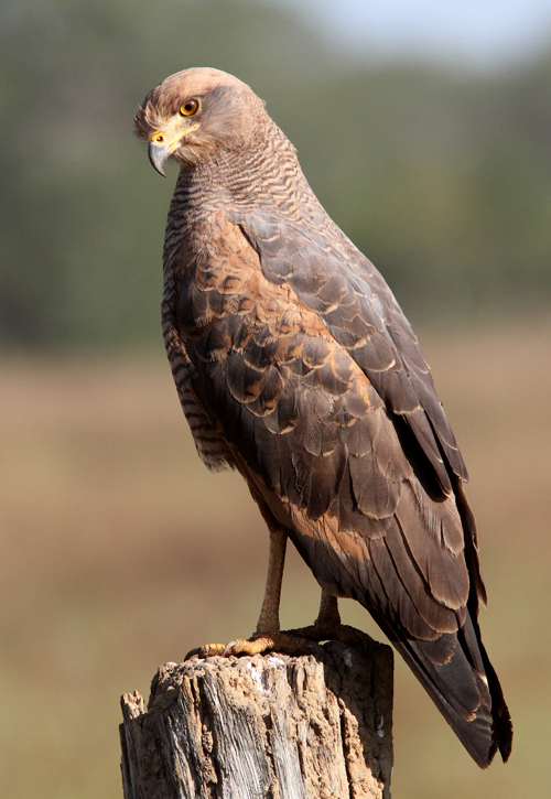 Savanna Hawk