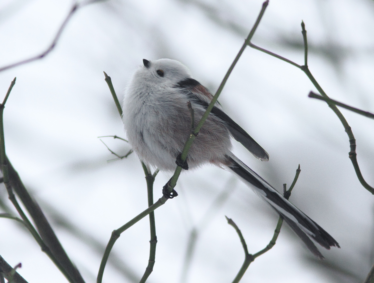 White-headed Long-tailed Tit