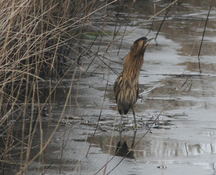 Bittern