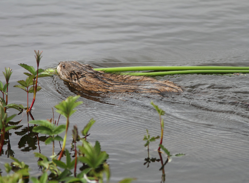 Muskrat