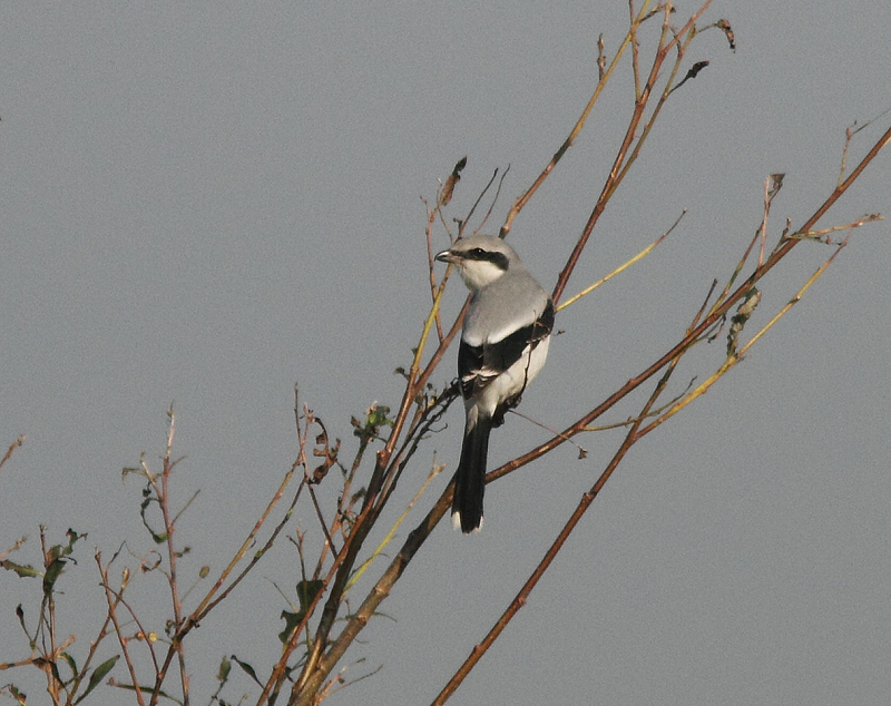 Great Grey Shrike