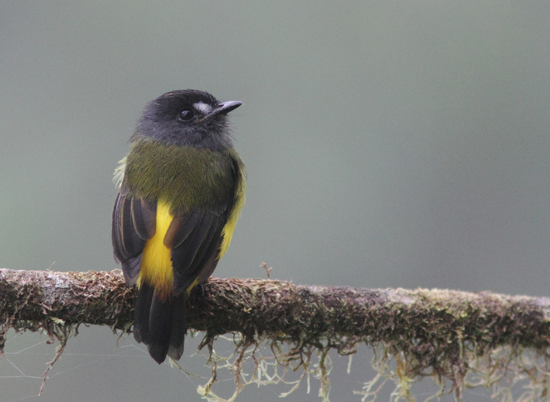 Ornate Flycatcher 