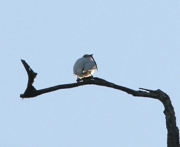 White Bellbird