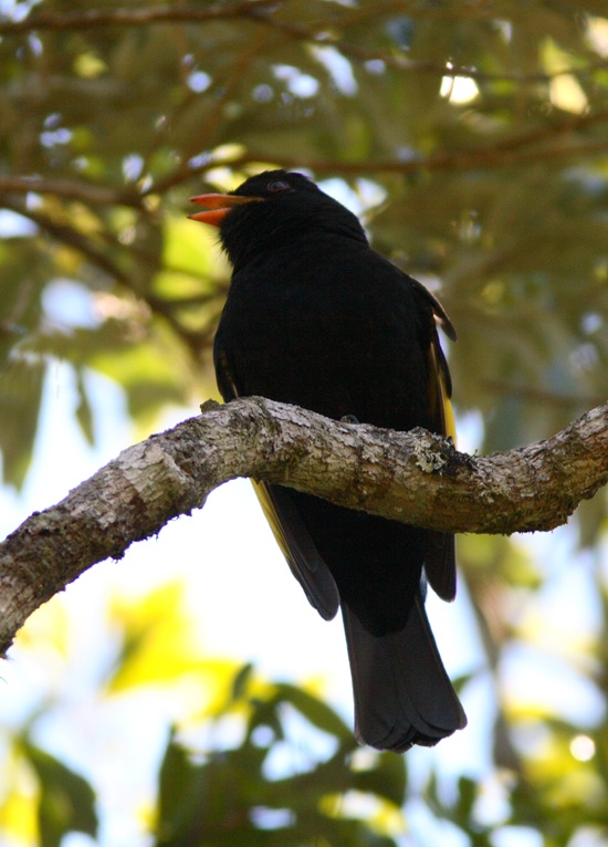 Black-and-gold Cotinga