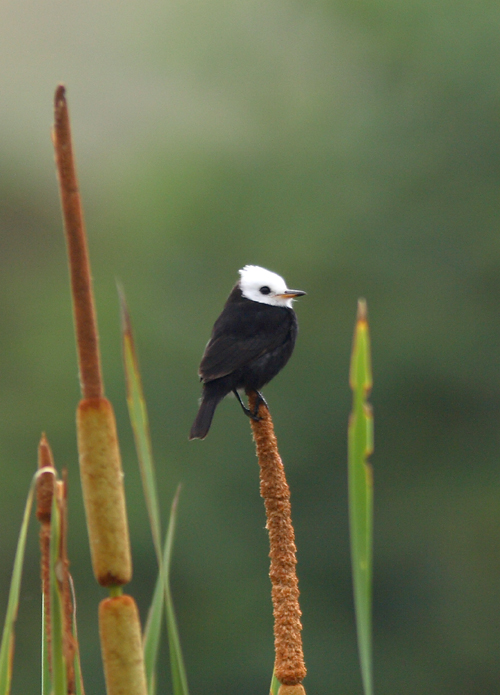 White-headed Marsh Tyrant
