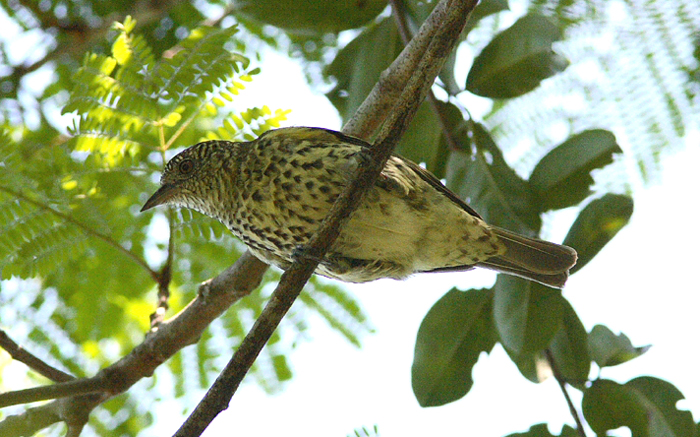 Sharpbill