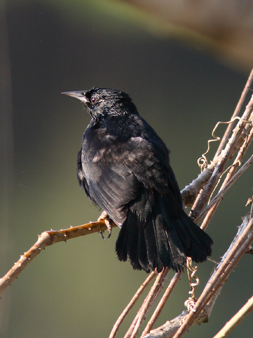 Unicoloured Blackbird