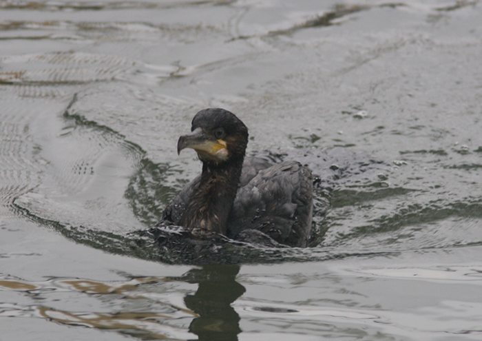 Great Cormorant