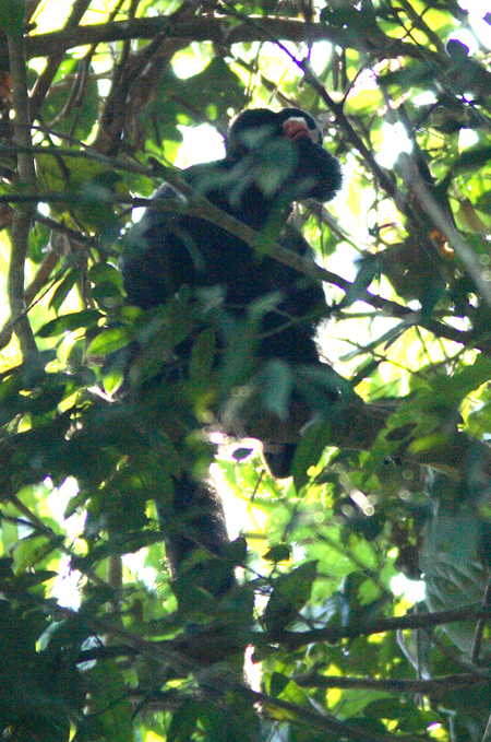 White-nosed Saki Monkey