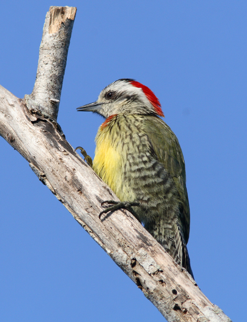 Cuban Green Woodpecker
