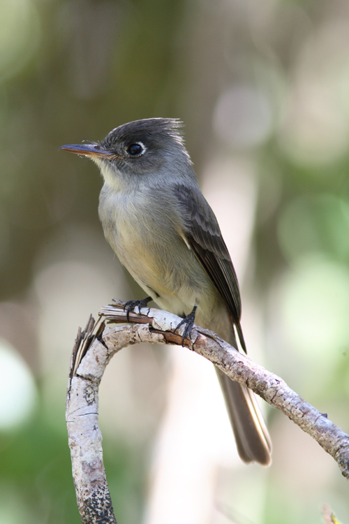 Crescent-eyed (Cuban) Pewee